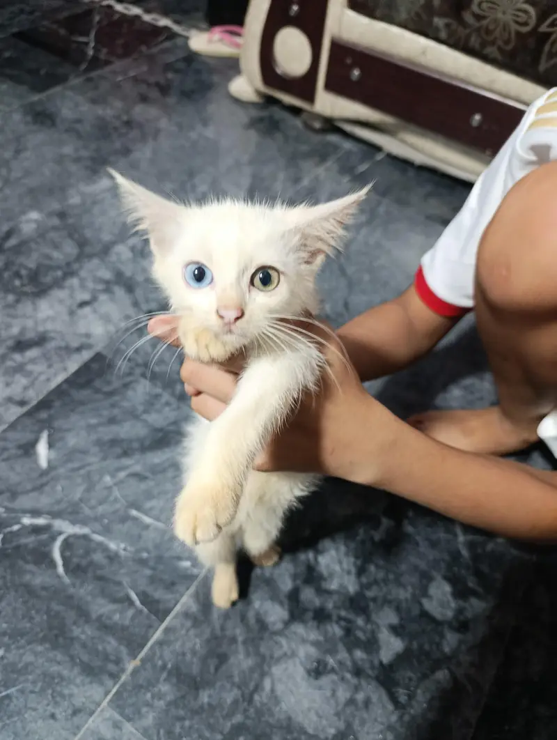 Persian Kitten — photo 3