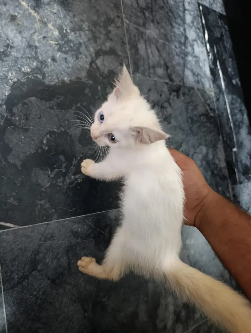 Persian Kitten — photo 4