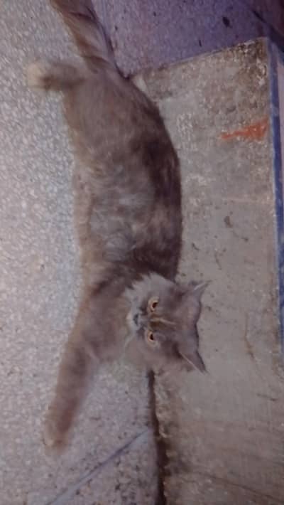 female h 03268812512 yaha rabta krk