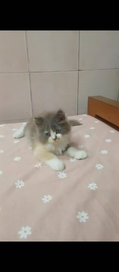 2 Persian babies triple coat For sales