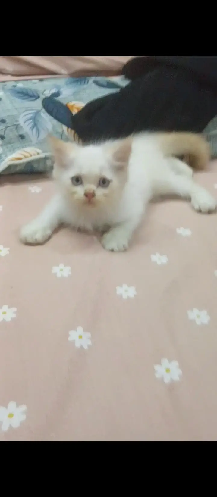 2 Persian babies triple coat For sales — photo 2