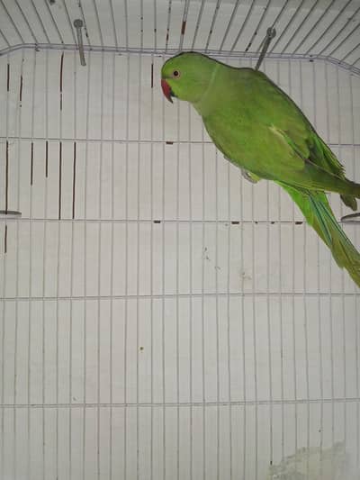 breeder female talk on mood