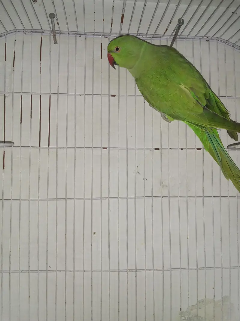 breeder female talk on mood