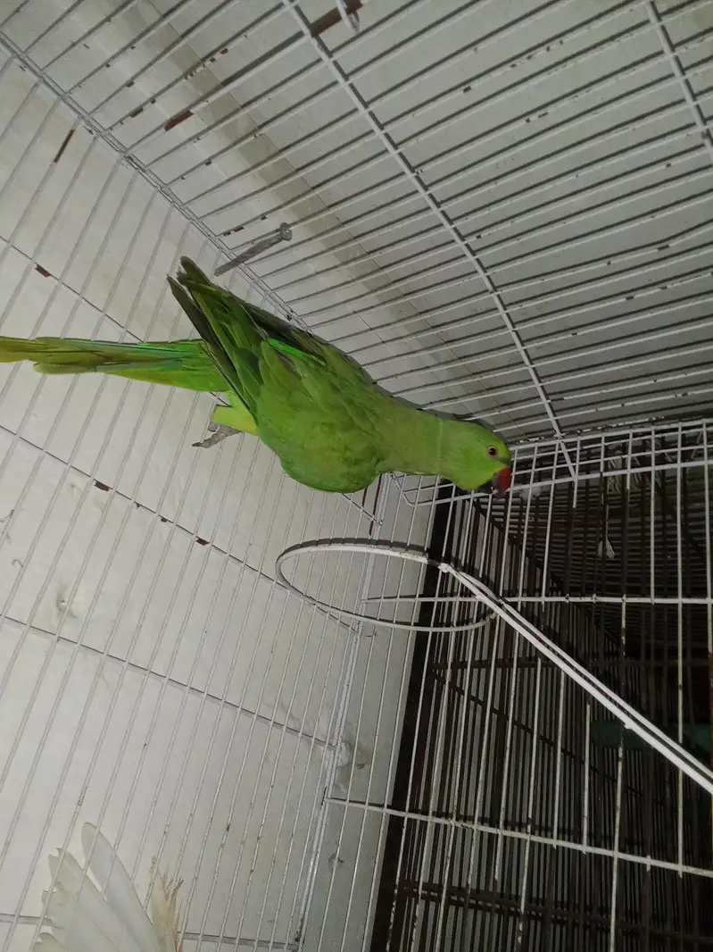 breeder female talk on mood — photo 2