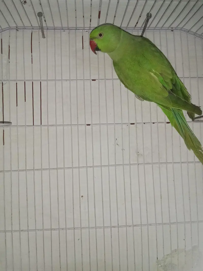 breeder female talk on mood — photo 3