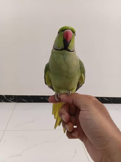 Green Ringneck Handtamed