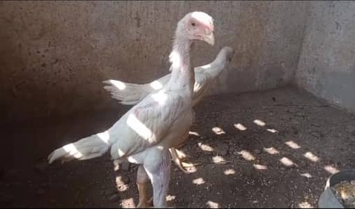 White O Shamo / Black O Shamo