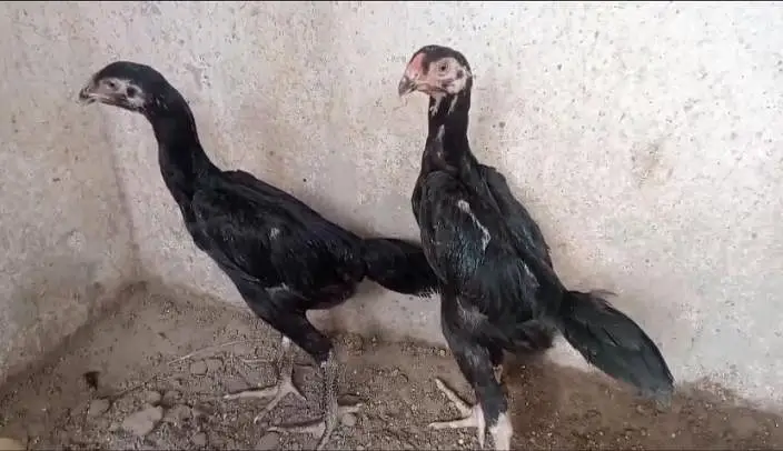 White O Shamo / Black O Shamo — photo 9