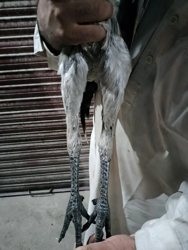 dragon aseel — photo 3