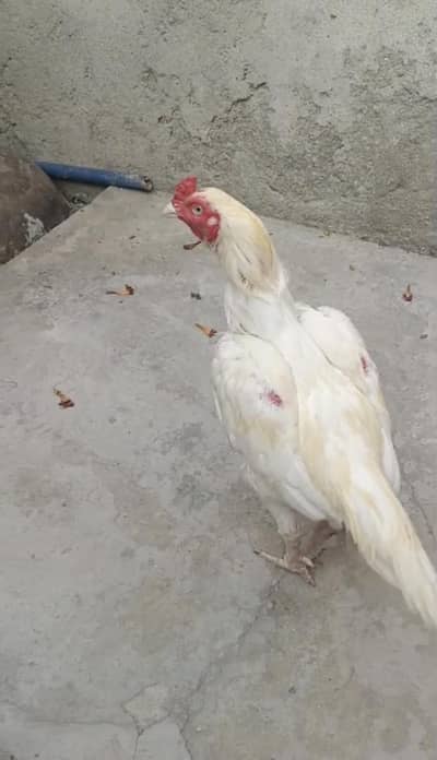 Aseel Heera Patha bilkul bnd gand jor han churas Nali ma hai