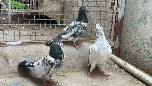 Taddy 2 female ek 35 wali madi Kabooter