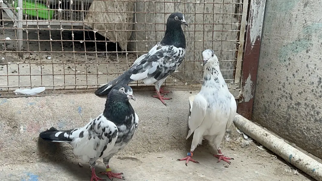 Taddy 2 female ek 35 wali madi Kabooter