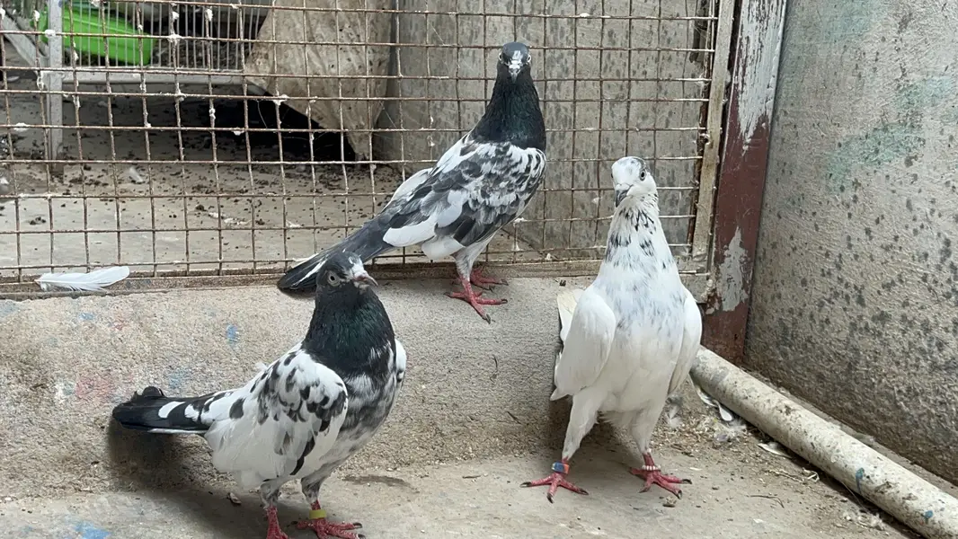 Taddy 2 female ek 35 wali madi Kabooter — photo 2