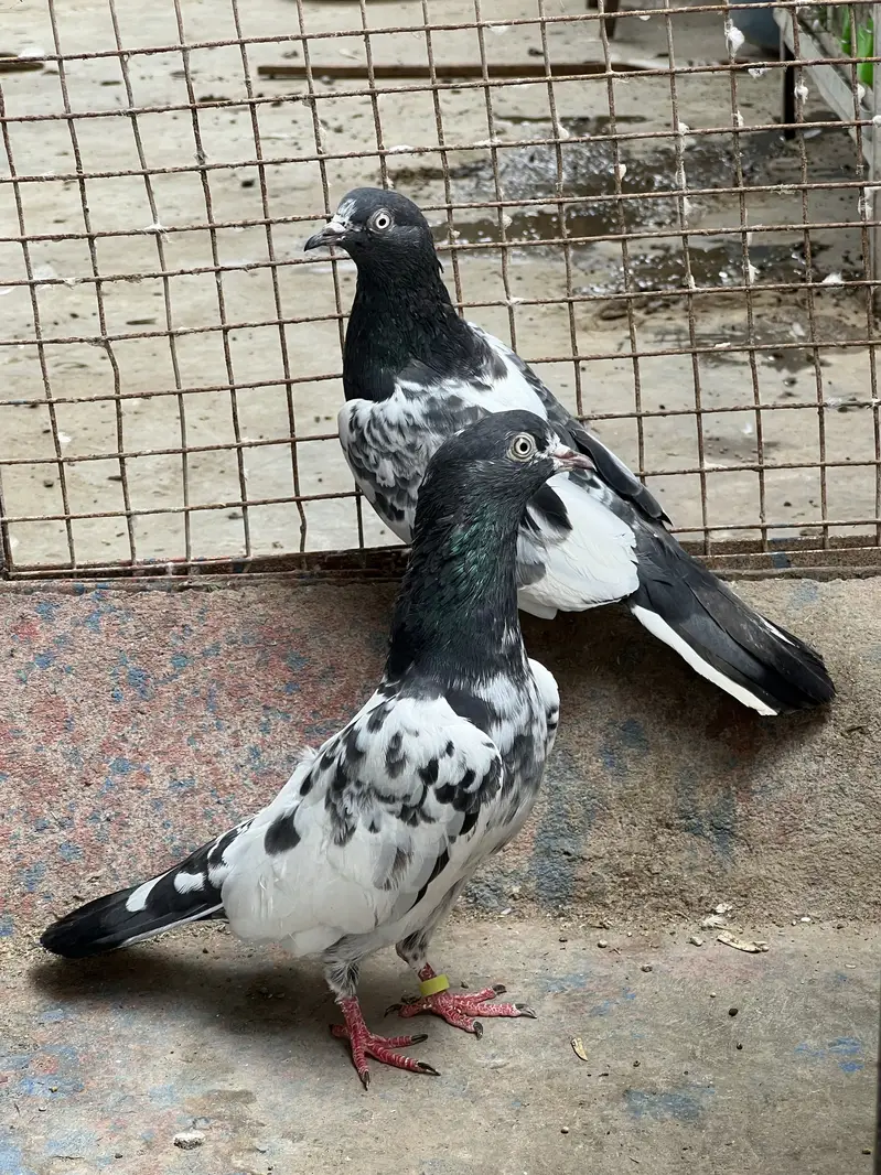 Taddy 2 female ek 35 wali madi Kabooter — photo 3