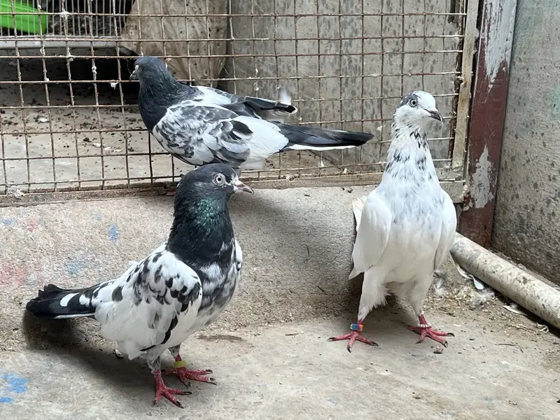 Taddy 2 female ek 35 wali madi Kabooter — photo 5