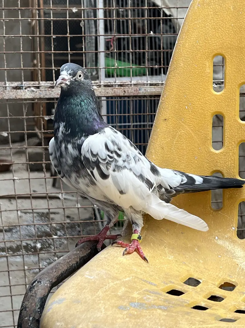 Taddy 2 female ek 35 wali madi Kabooter — photo 7