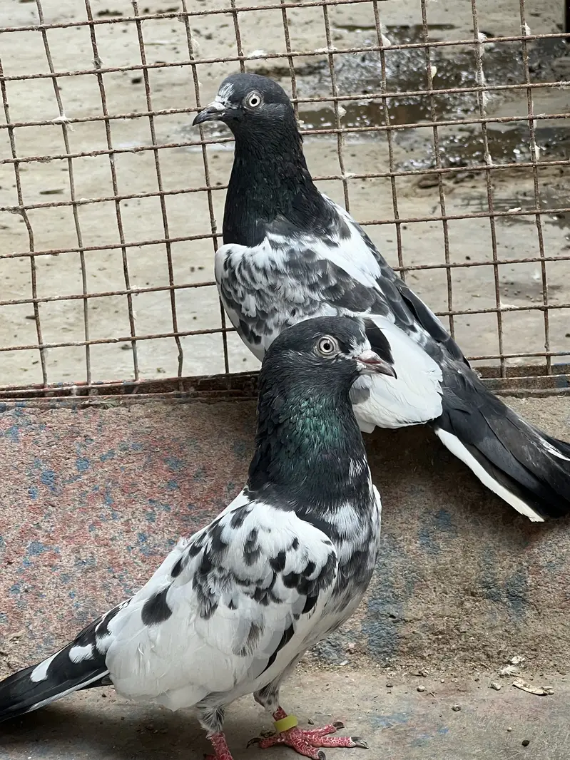 Taddy 2 female ek 35 wali madi Kabooter — photo 8