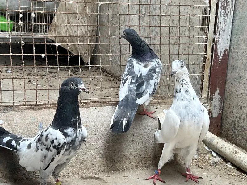 Taddy 2 female ek 35 wali madi Kabooter — photo 9