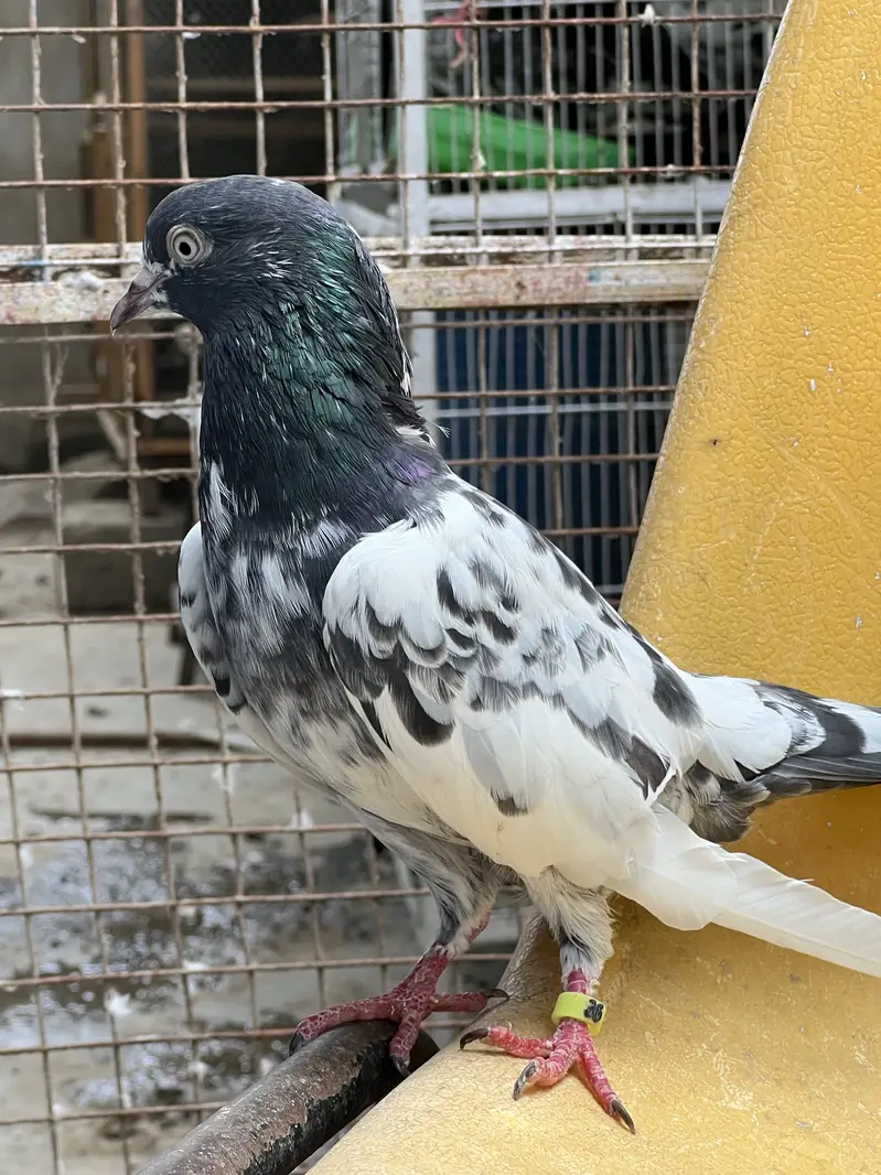 Taddy 2 female ek 35 wali madi Kabooter — photo 10