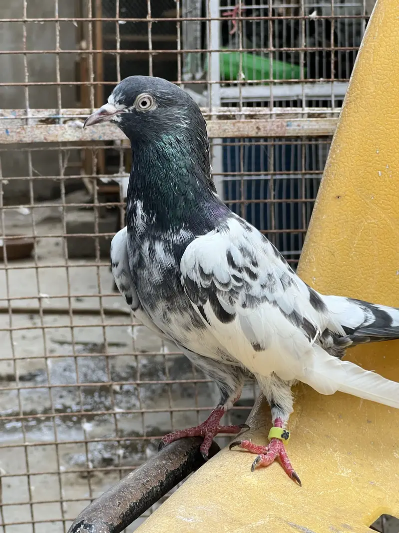Taddy 2 female ek 35 wali madi Kabooter — photo 11