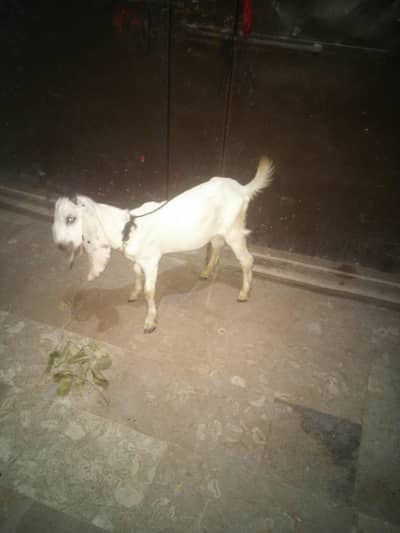 Rajan puri bakra