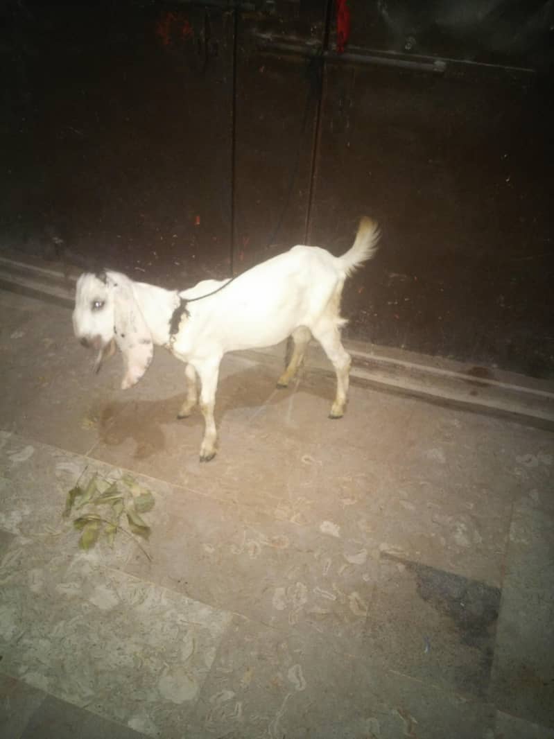 Rajan puri bakra 0
