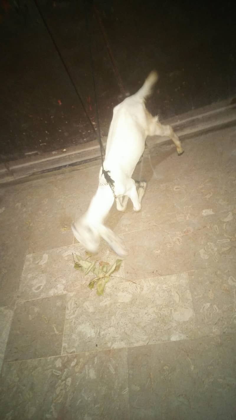 Rajan puri bakra 2