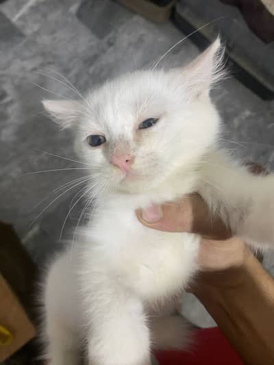 Persian kitten