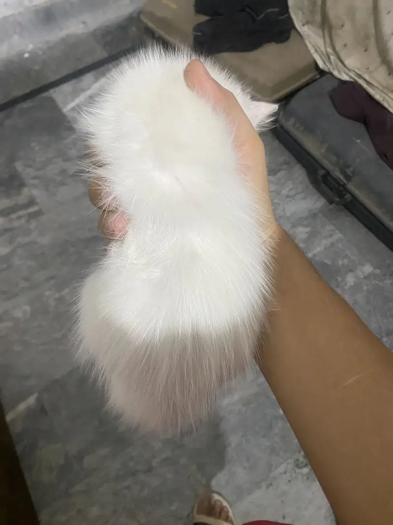 Persian kitten — photo 2