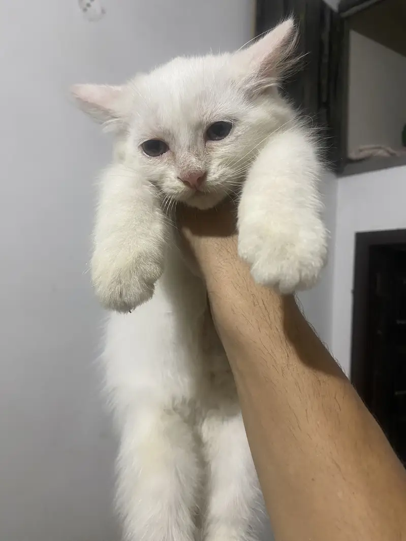 Persian kitten — photo 3