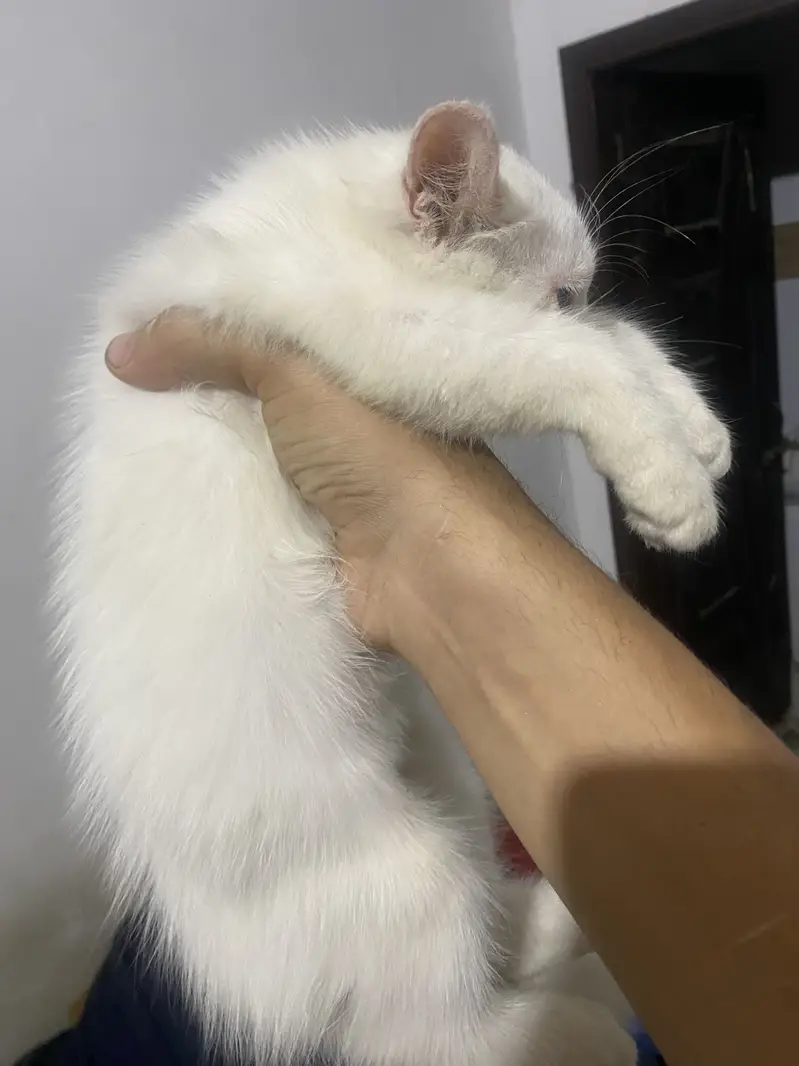 Persian kitten — photo 4