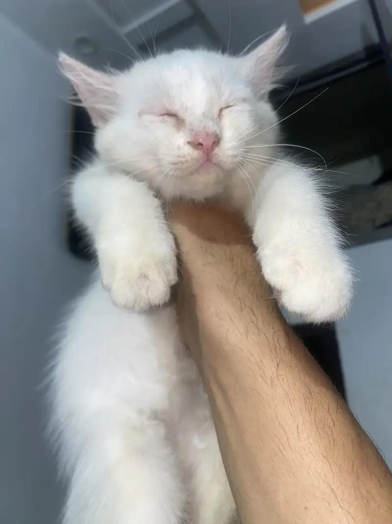 Persian kitten — photo 5