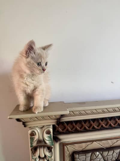beautiful persian kitten