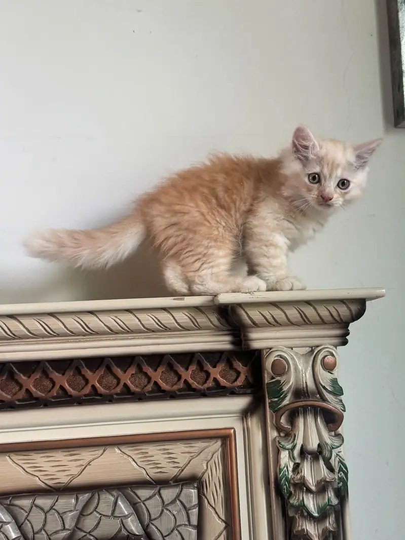beautiful persian kitten — photo 2