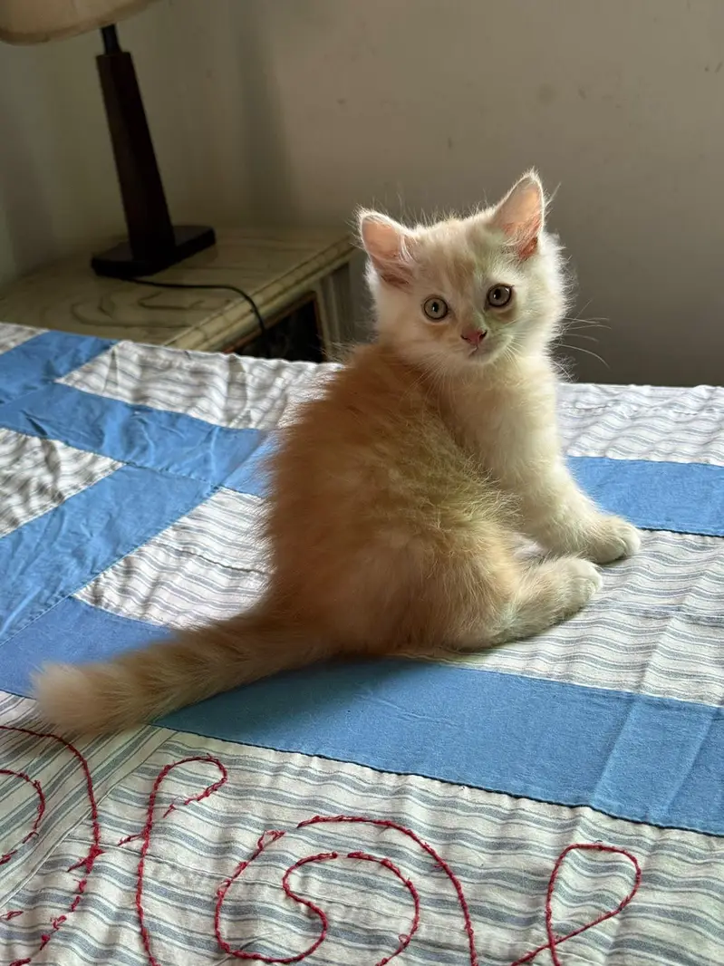 beautiful persian kitten — photo 3