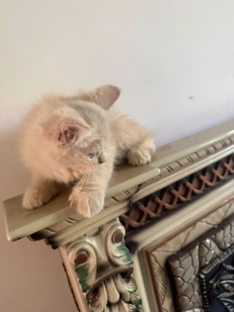 beautiful persian kitten — photo 4