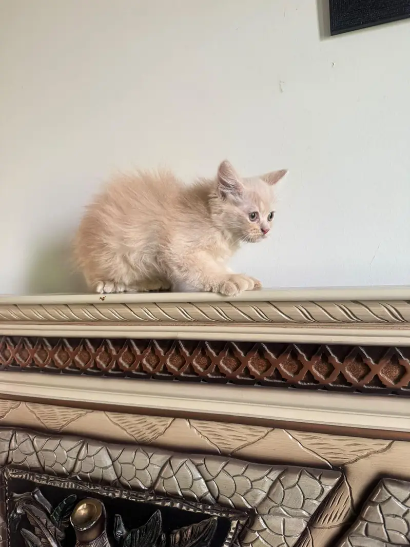 beautiful persian kitten — photo 5