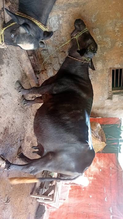 Gabin buffalo