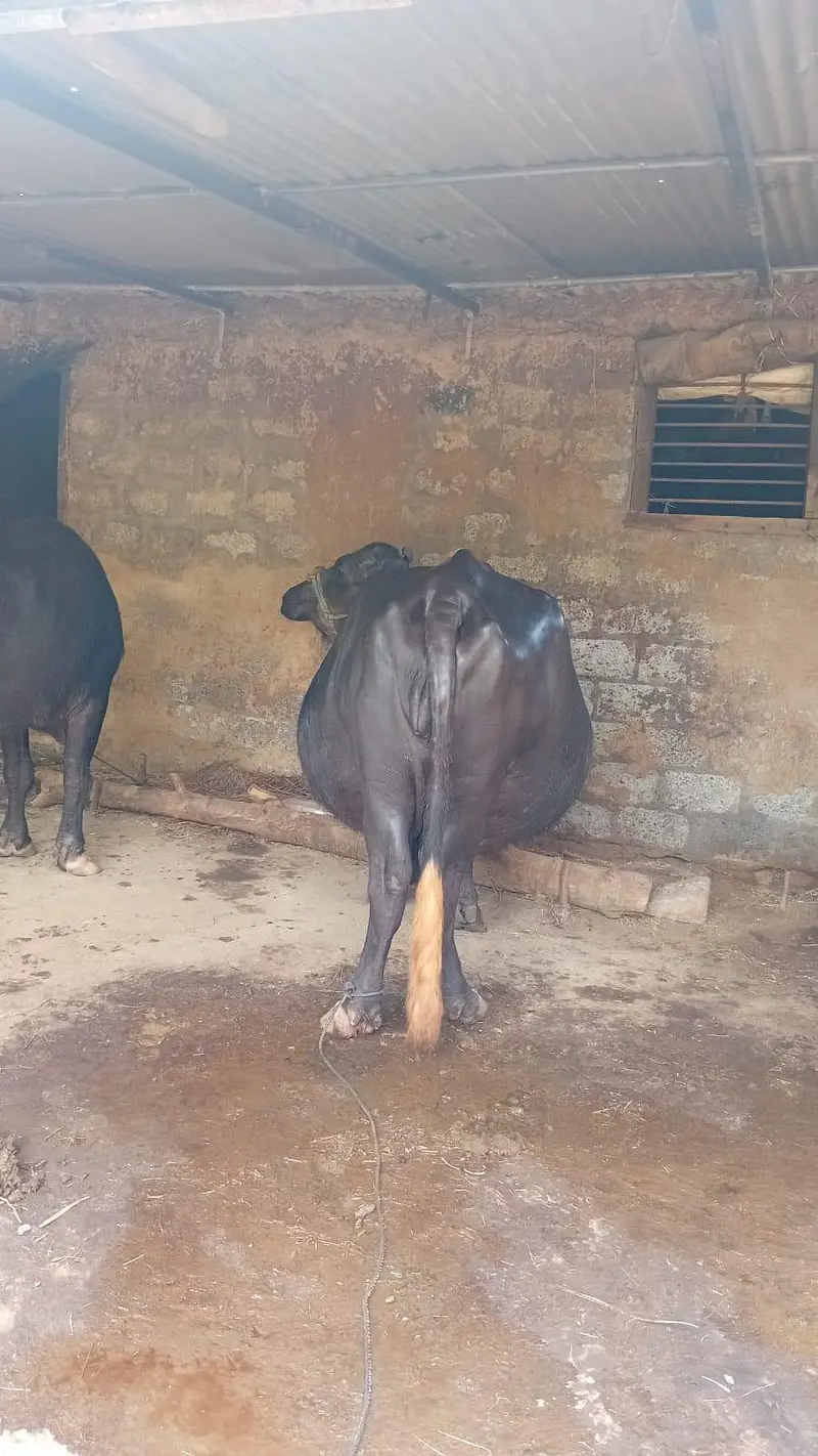 Gabin buffalo — photo 2