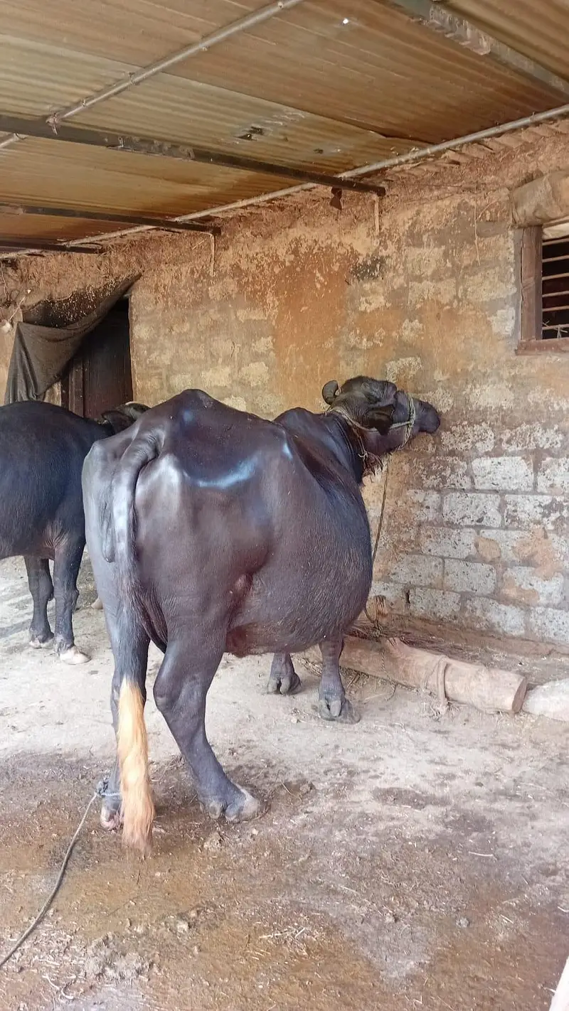 Gabin buffalo — photo 3