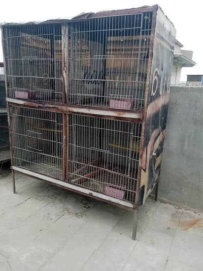 birds cages