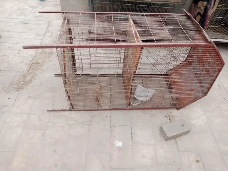 birds cages — photo 6