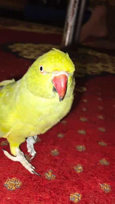 Healthy Female Parrot for Sale – 5+ Months Old