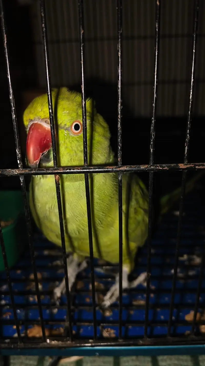 Healthy Female Parrot for Sale – 5+ Months Old — photo 2