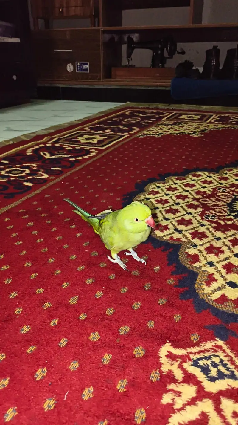 Healthy Female Parrot for Sale – 5+ Months Old — photo 3