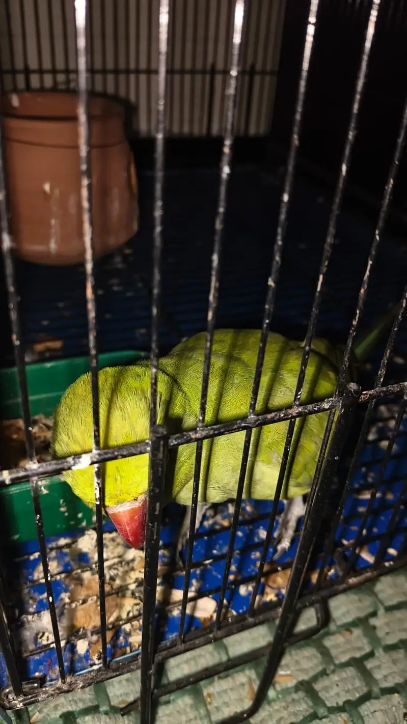 Healthy Female Parrot for Sale – 5+ Months Old — photo 4