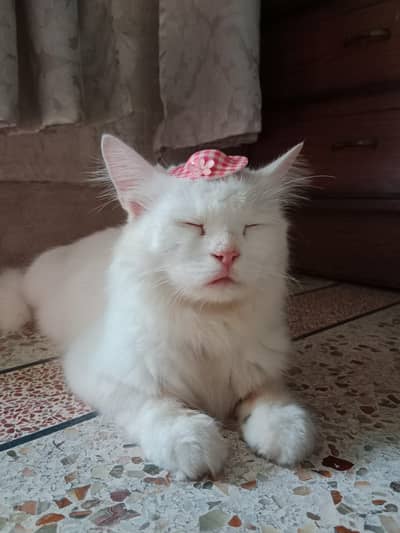 Persian White Cat