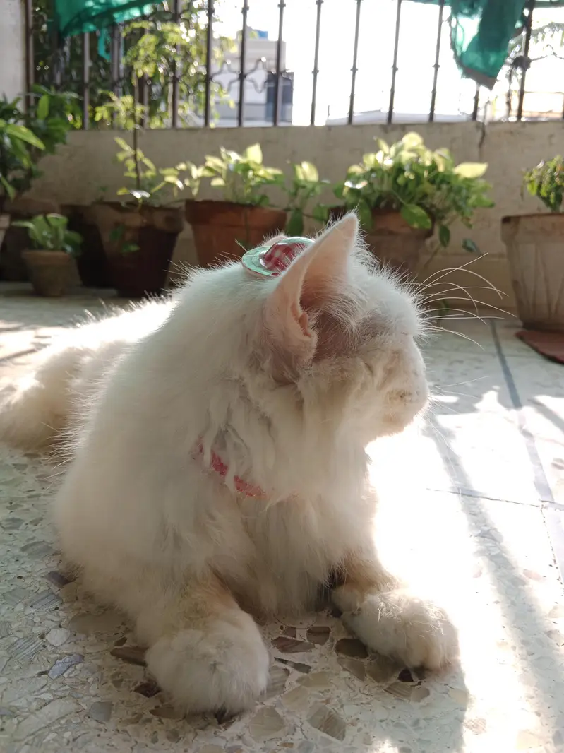 Persian White Cat — photo 2