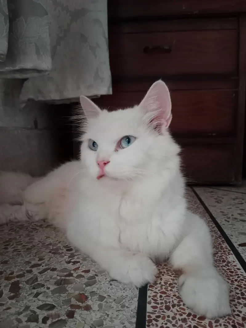 Persian White Cat — photo 3