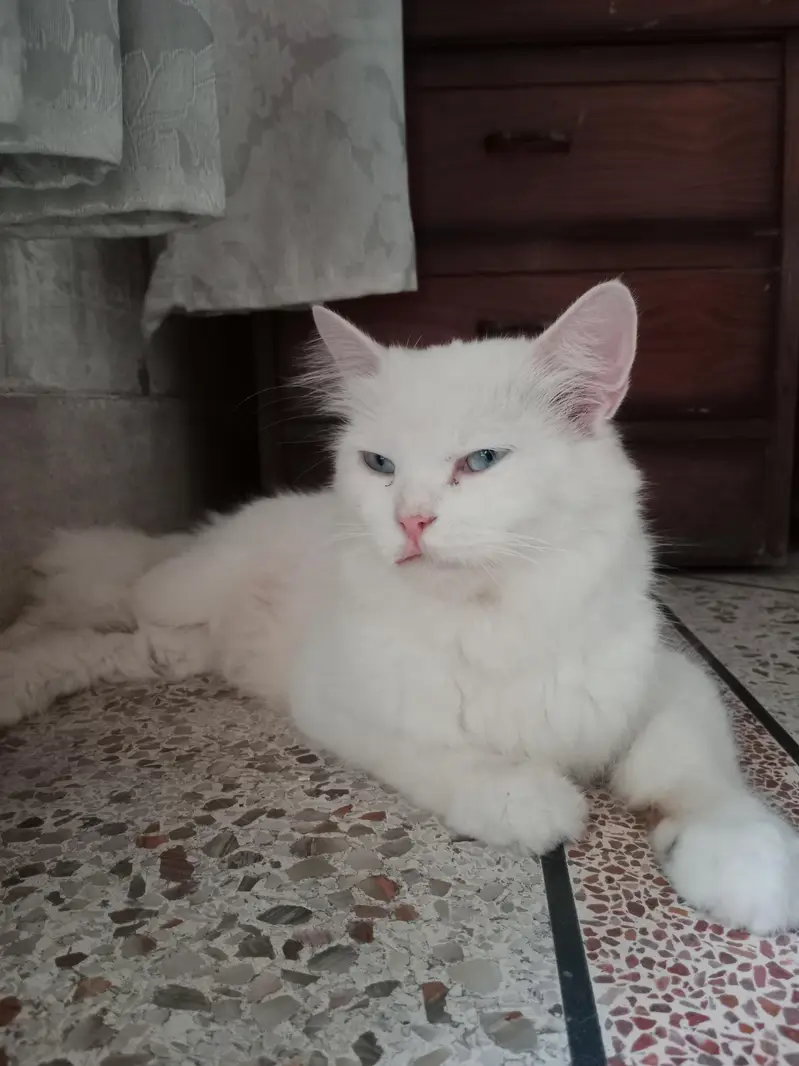 Persian White Cat — photo 4
